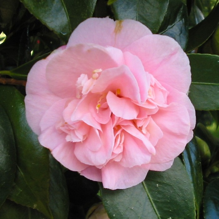 Camellia Hopkins Pink